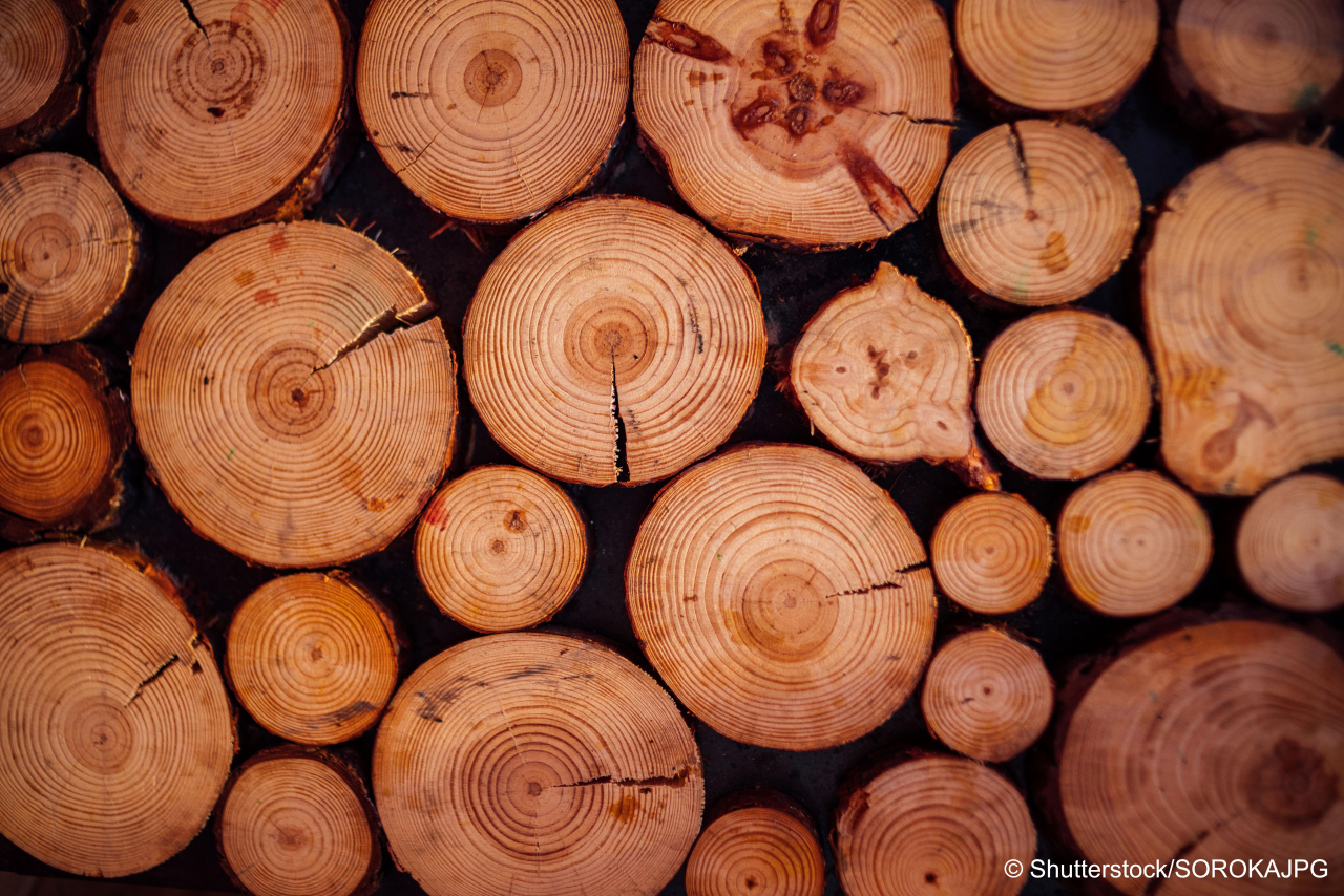 Closeup view of end cut wood tree section with cracks and annual rings. Natural organic texture with cracked and rough surface.