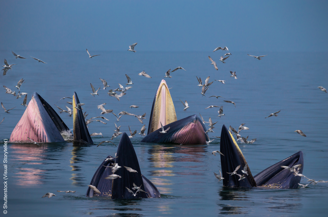 Bryde's whale group are trap feeding to eat small fish in the tropical blue sea with many seagulls on sunny day. 
