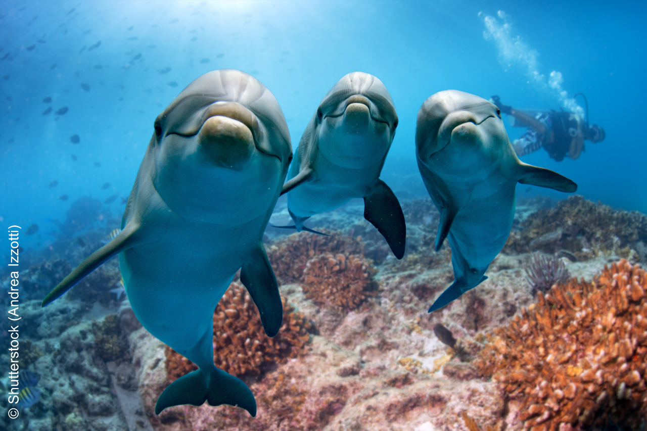 dolphin portrait detail of eye while looking at you from ocean