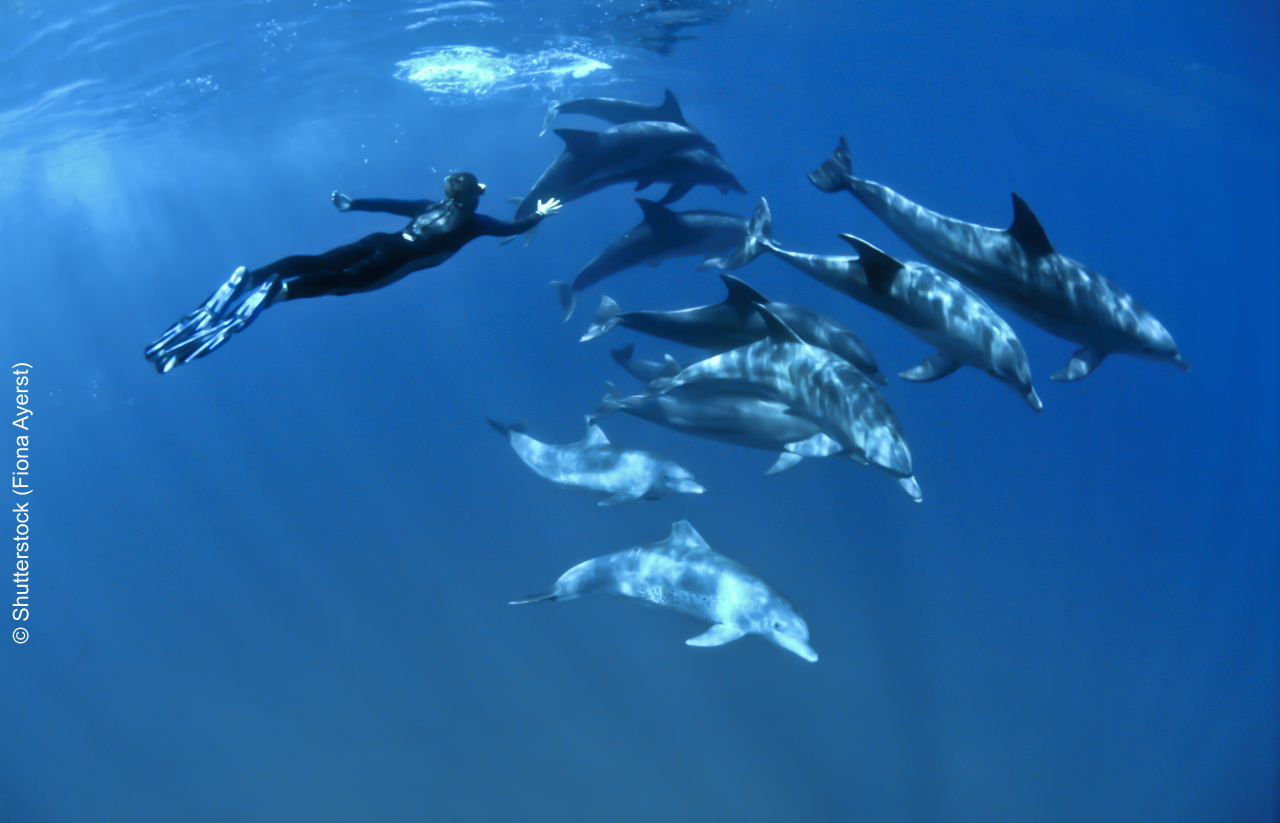 A diver swimming amongs blue dolphins, Sodwana