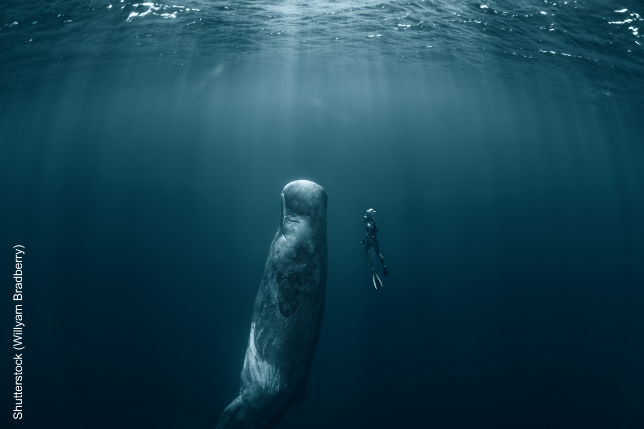 Sperm whale and Freediver