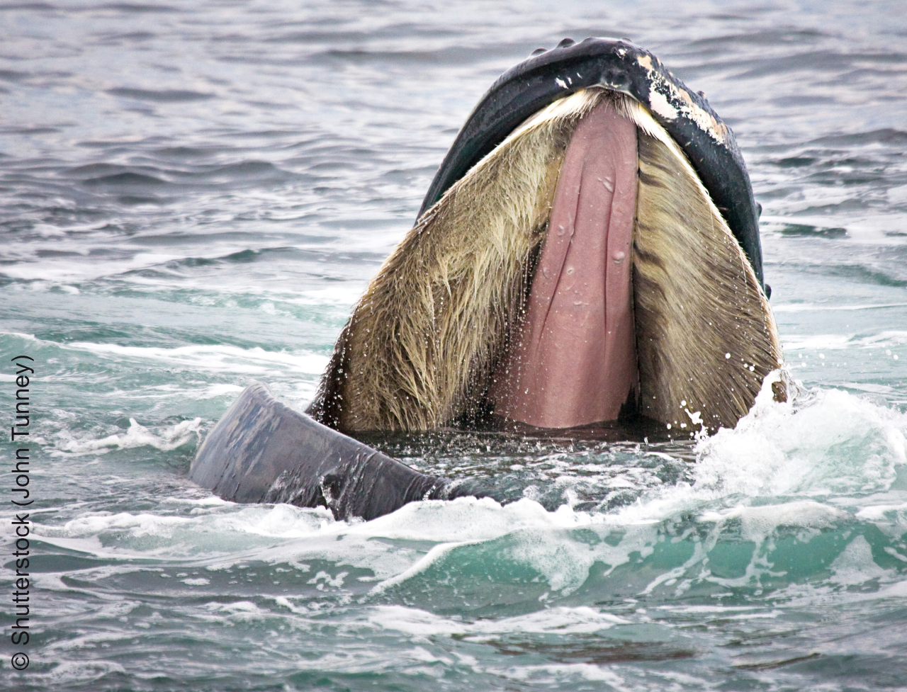 Humpback Whale opens mouth wide to show baleen