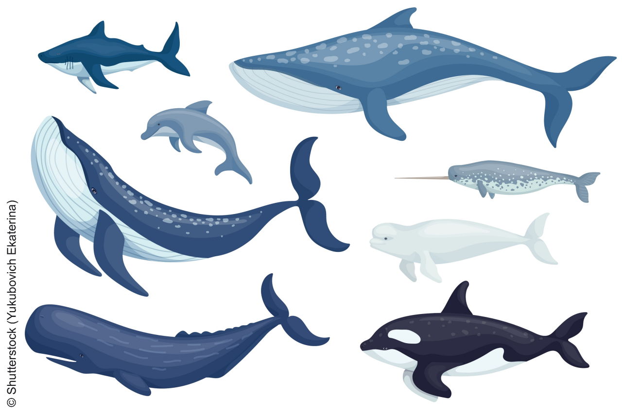 Set of marine mammals blue whales, sharks, sperm whales, dolphins, beluga whales, narwhal killer whales. Cartoon vector graphics.