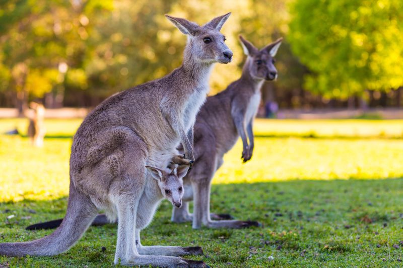 Das Känguru: Australiens berühmtes Beuteltier | WAS IST WAS-Bücher ...