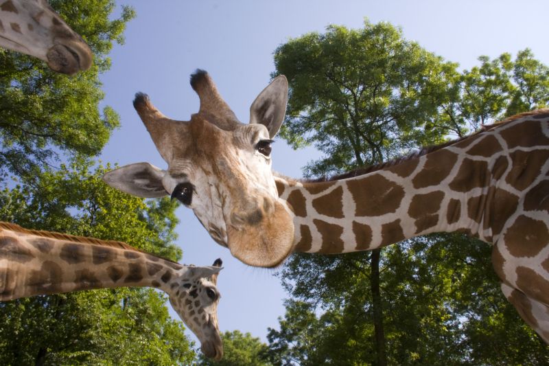 Giraffen