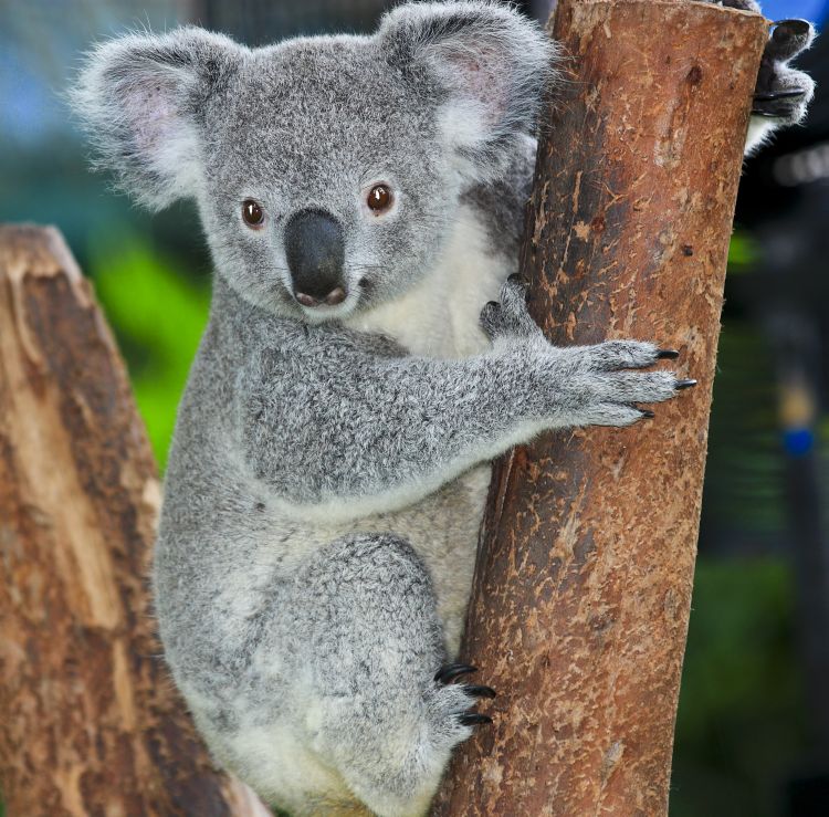 Koala