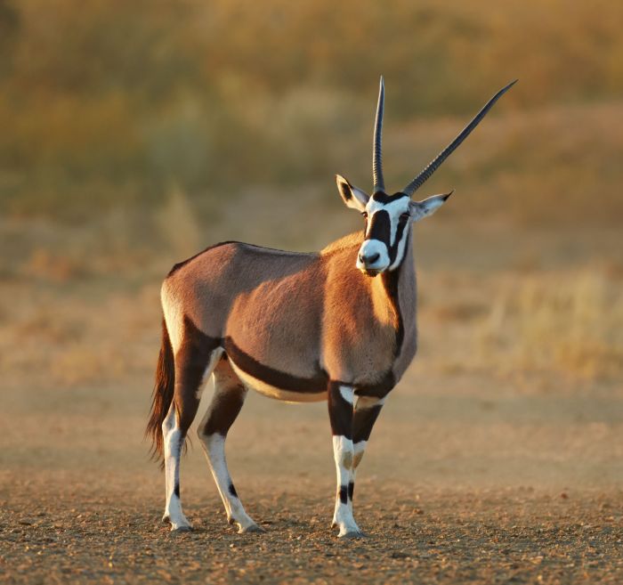 Oryx-Antilope