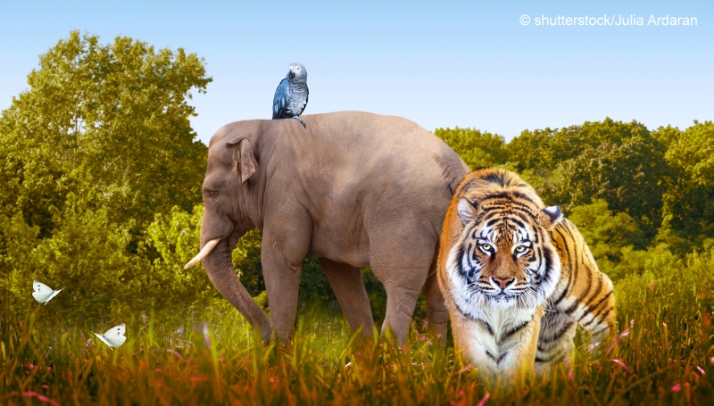 World Animals Day or Wildlife Day theme. Elephant, tiger, parrot, butterflies in nature reserve. Saving planet Earth, protect wildlife sanctuary, protection of endangered species, photo safari concept