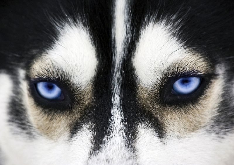 Augen eines Huskys