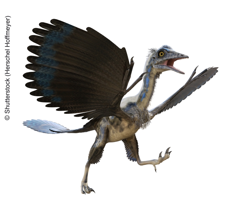 Archaeopteryx