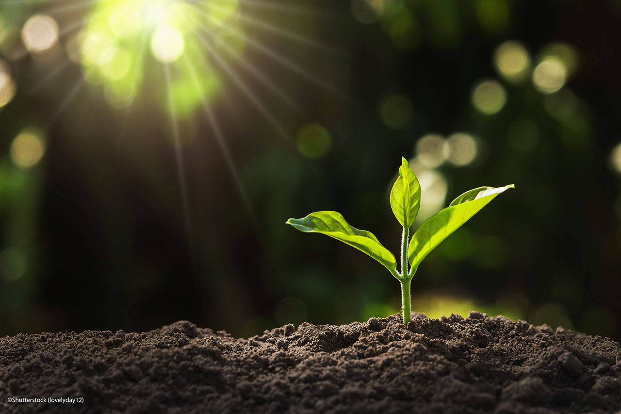 young plant growing in garden with sunlight