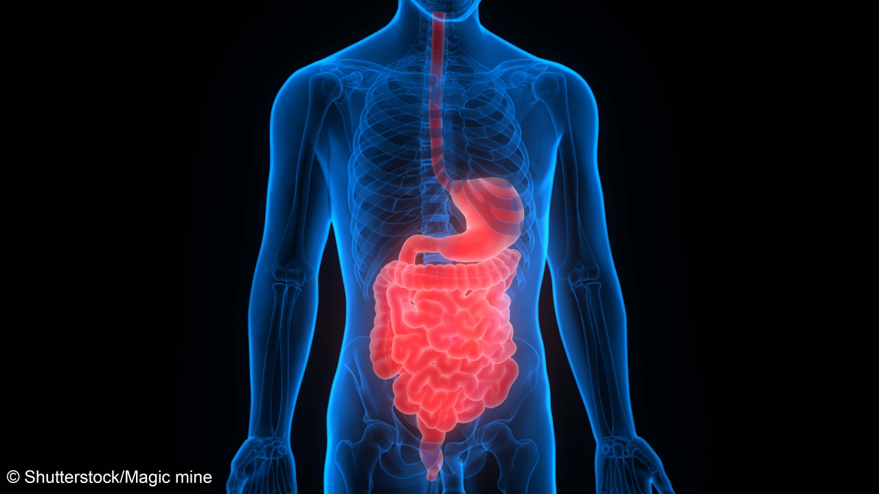 Human Digestive System Anatomy. 3D