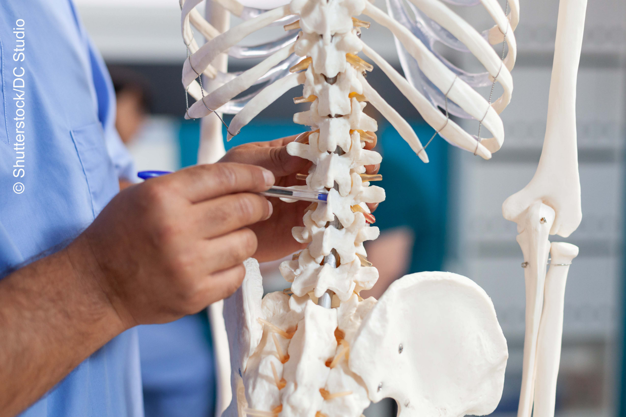Close up of nurse pointing at spine bones on human skeleton to explain diagnosis to senior patient. Assistant showing spinal cord to old man for physical recovery and chiropractic remedy