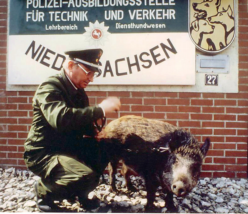 Drogenspürwildschwein Luise