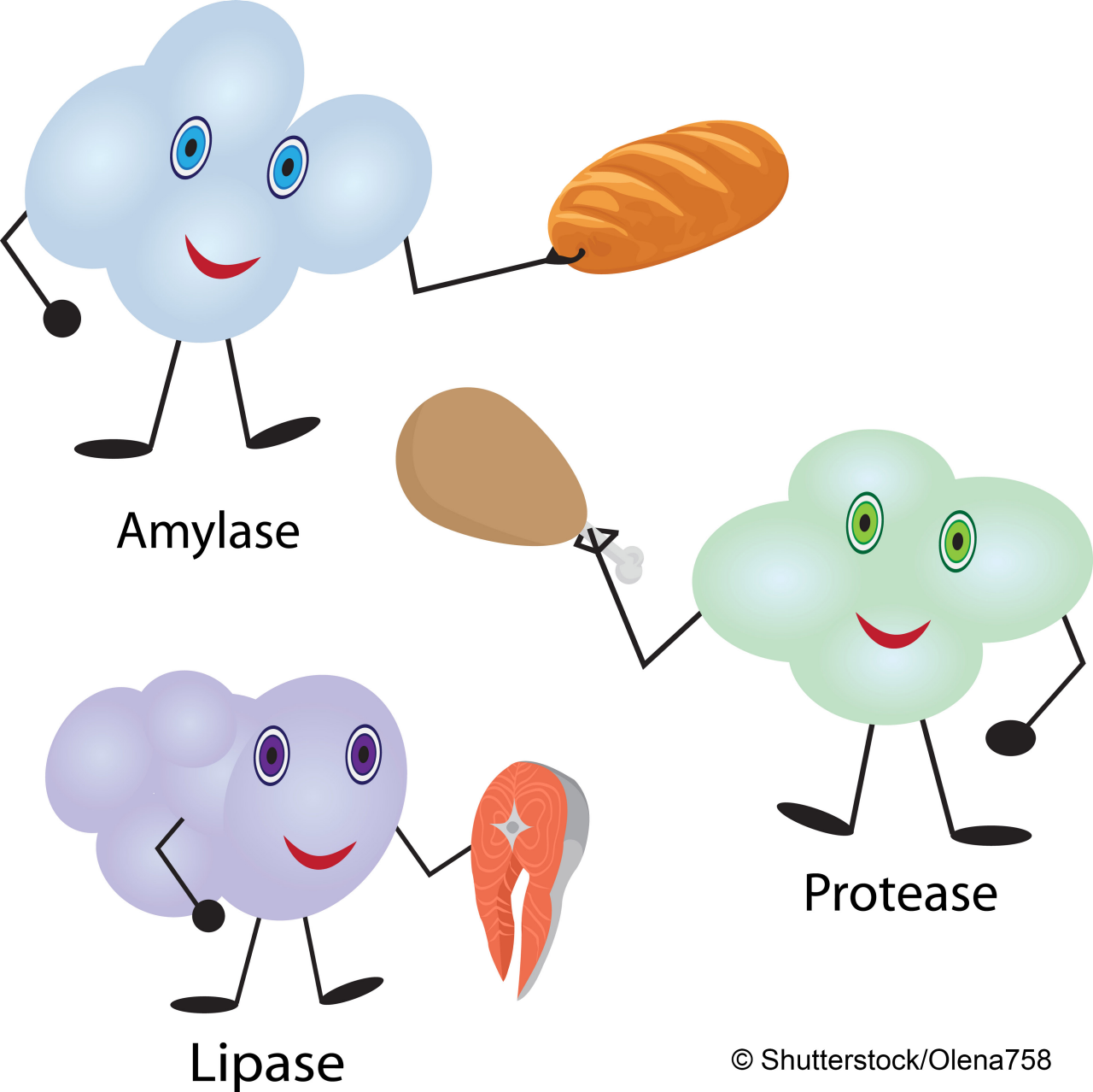 How enzymes work. Fermentation and disgestion food  vector illustration