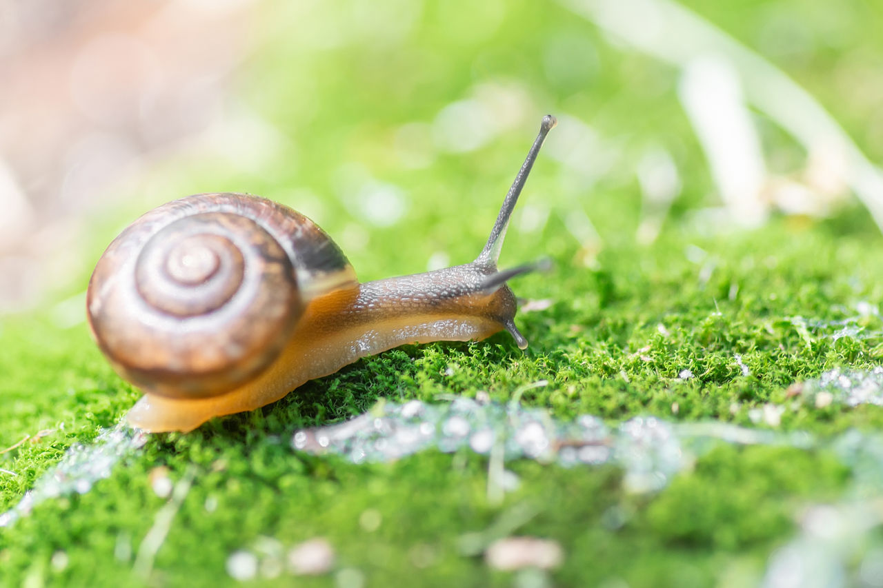 little snail creeps on moss