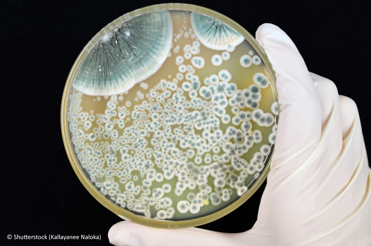 Colonies of Penicillium mold growing on agar plate