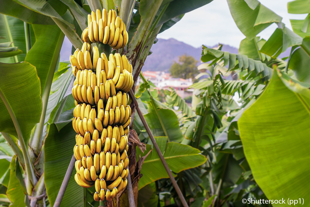 Banana tree with bunch of growing ripe yellow bananas, plantation rain-forest background