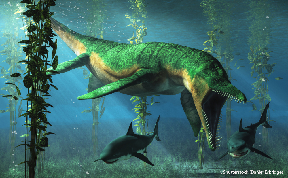 Liopleurodon was a pliosaur and apex predator of the Jurassic seas. Here the green sea monster hunts sharks in shallow waters in a kelp forest. 3D Rendering