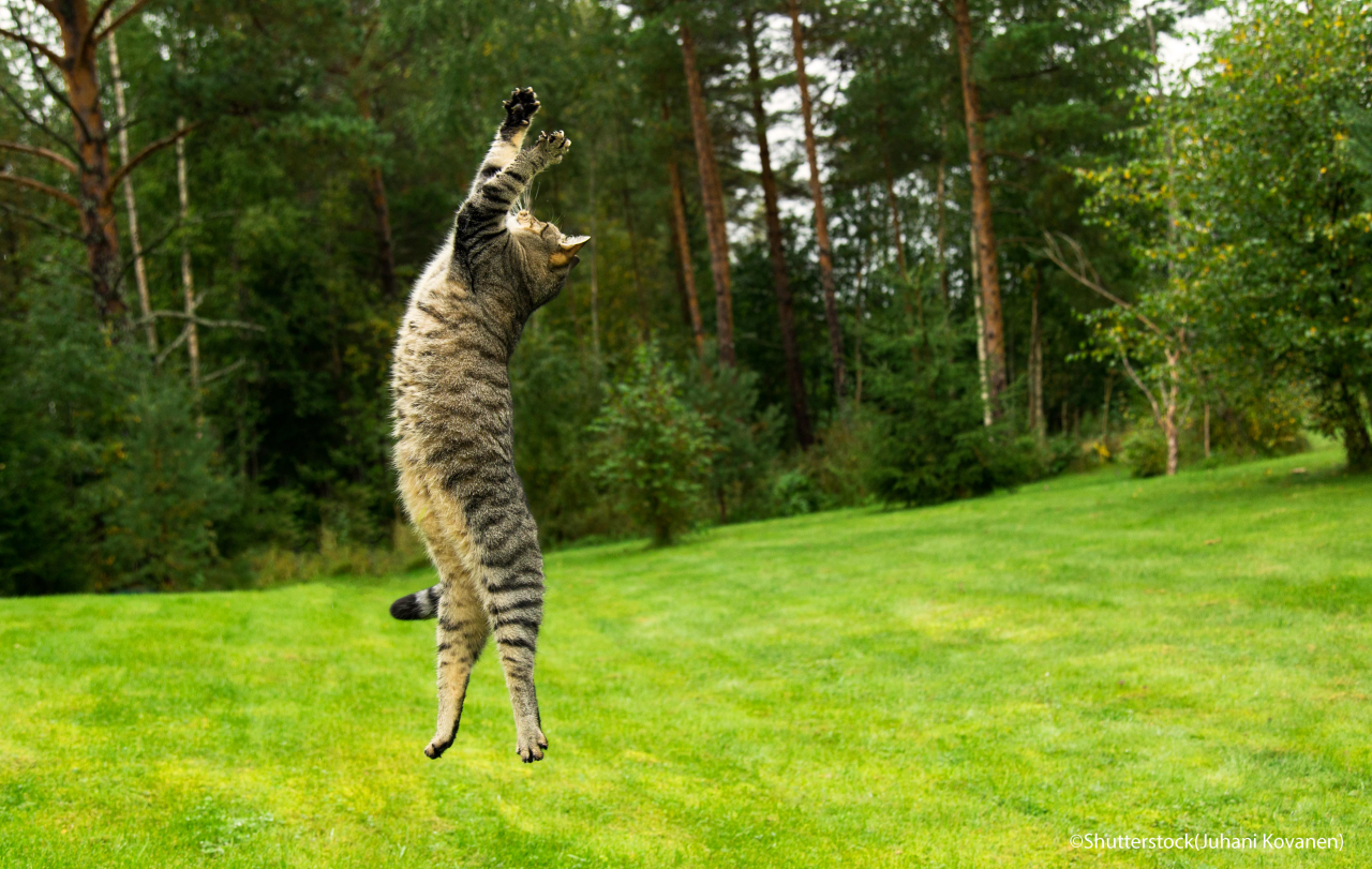 Cat jumping and playing on grass meadow