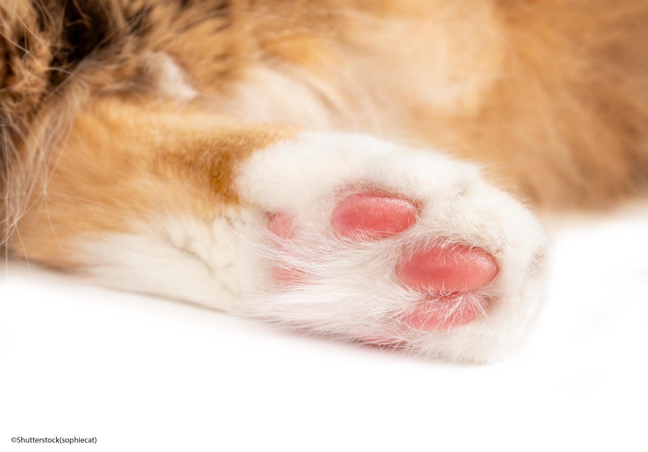 Cat paw close up.  Hind leg of white orange long hair cat. Focus on pink shock absorbed paw pads with soft multicolored blurred cat body. Isolated on white. 