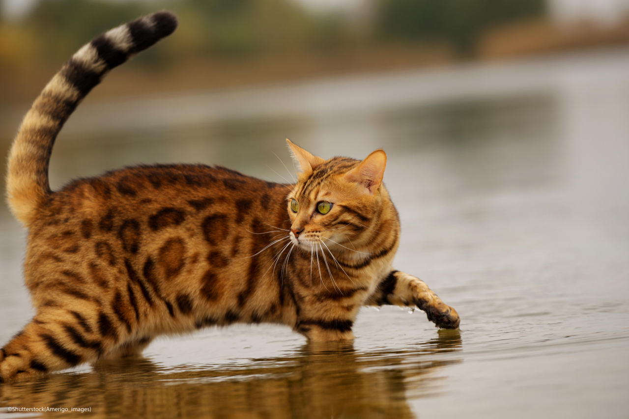 A bengal cat bathes on a river in cold water.