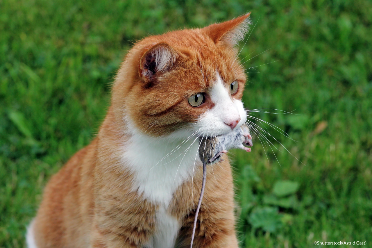 A male red cat hunting a mouse