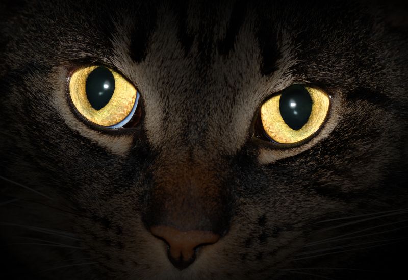 Warum leuchten Katzenaugen im Dunkeln?  WAS IST WAS-Bücher, Hörspiele,  DVD, Malbücher