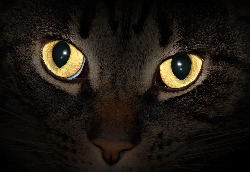 Katzenaugen