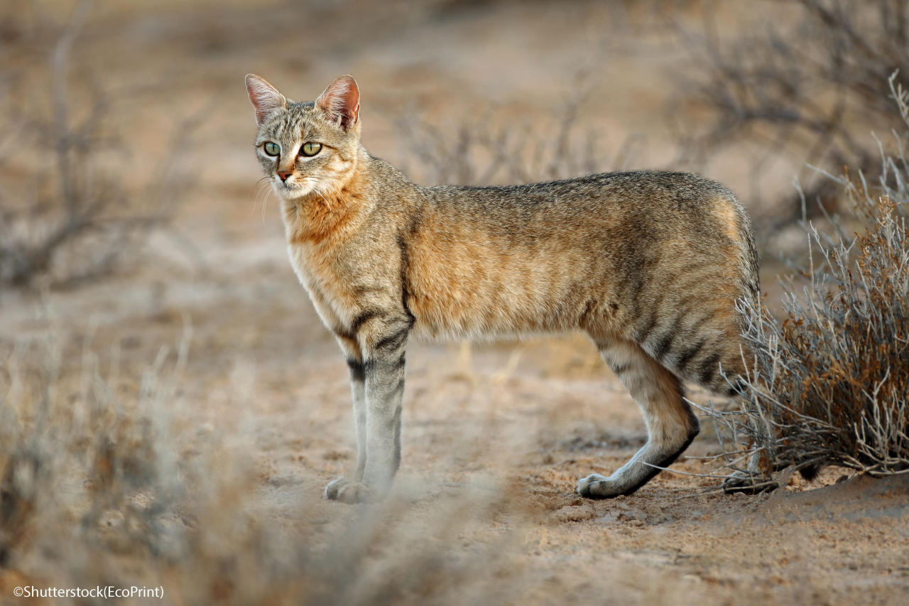 An African wild cat (Felis silvestris lybica), Kalahari desert, South Africa