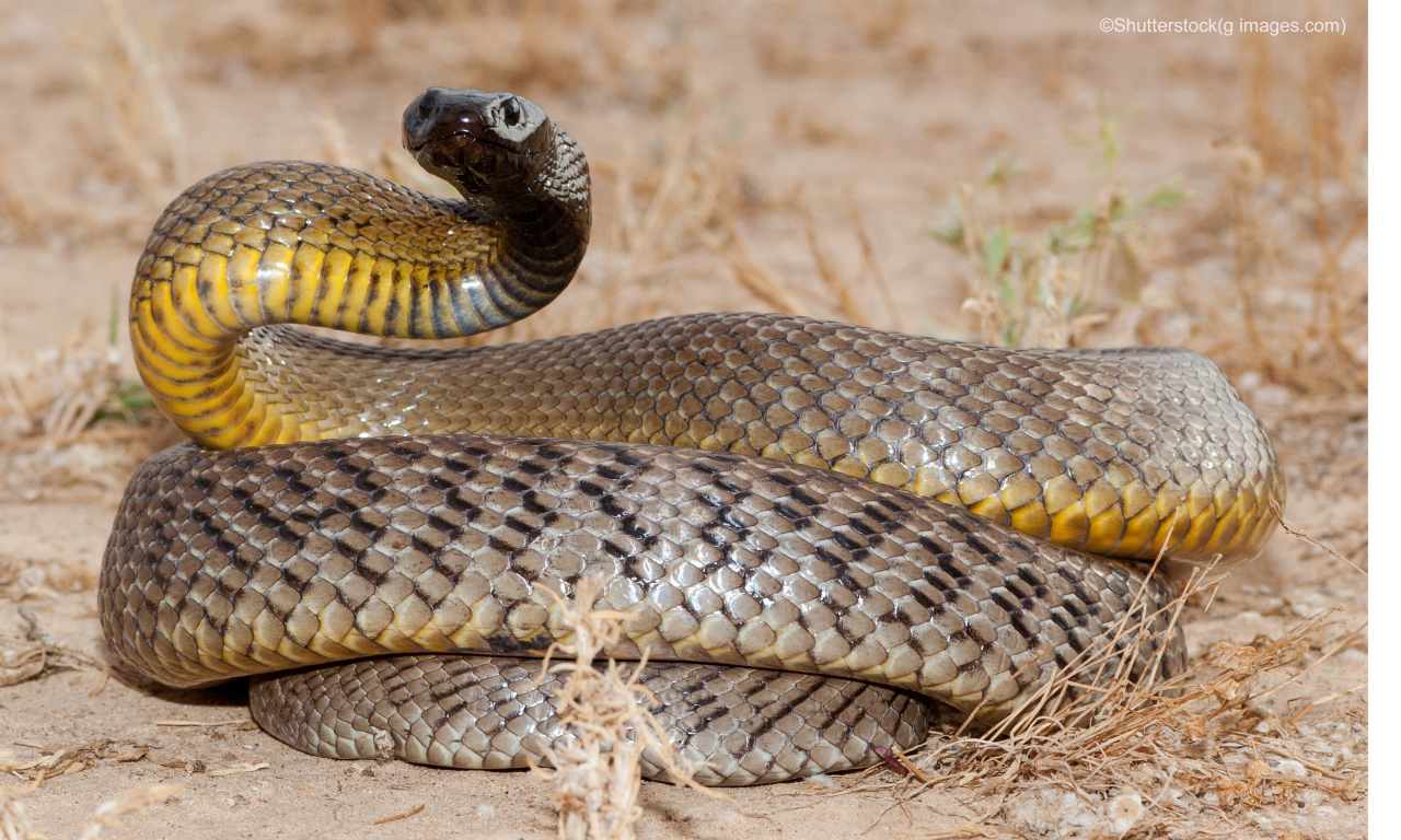Inland Taipan (Oxyuranus microlepidotus): Also known as the "Fierce Snake," it has the most toxic venom of any snake in the world.