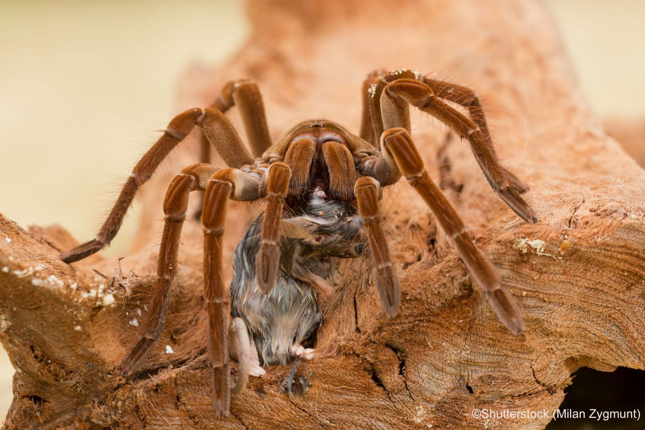 Goliath birdeater (Theraphosa blondi) belongs to the tarantula family Theraphosidae. Found in northern South America, it is the largest spider in the world by mass and size