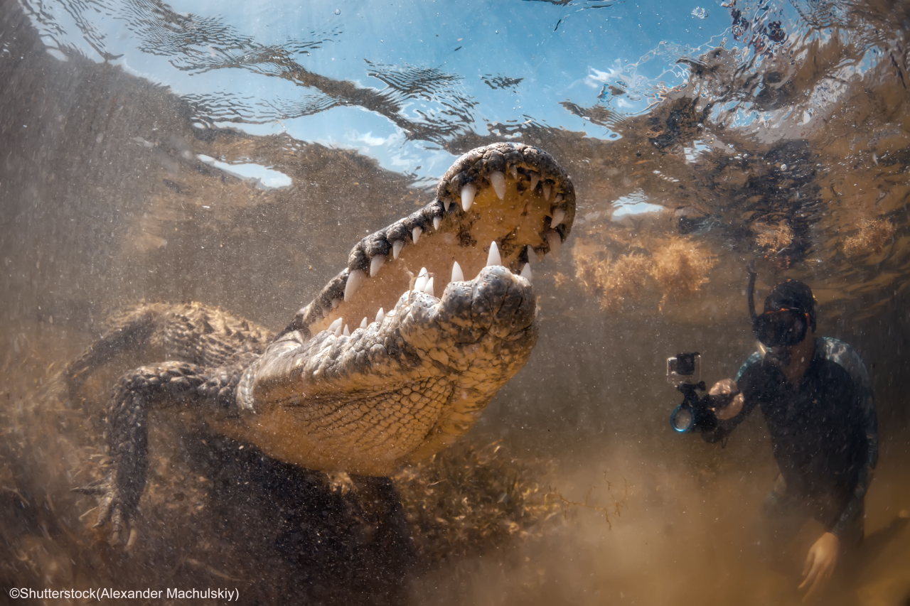 Big wild crocodile in front of a man underwater in Chinchorro banko, Mexico
